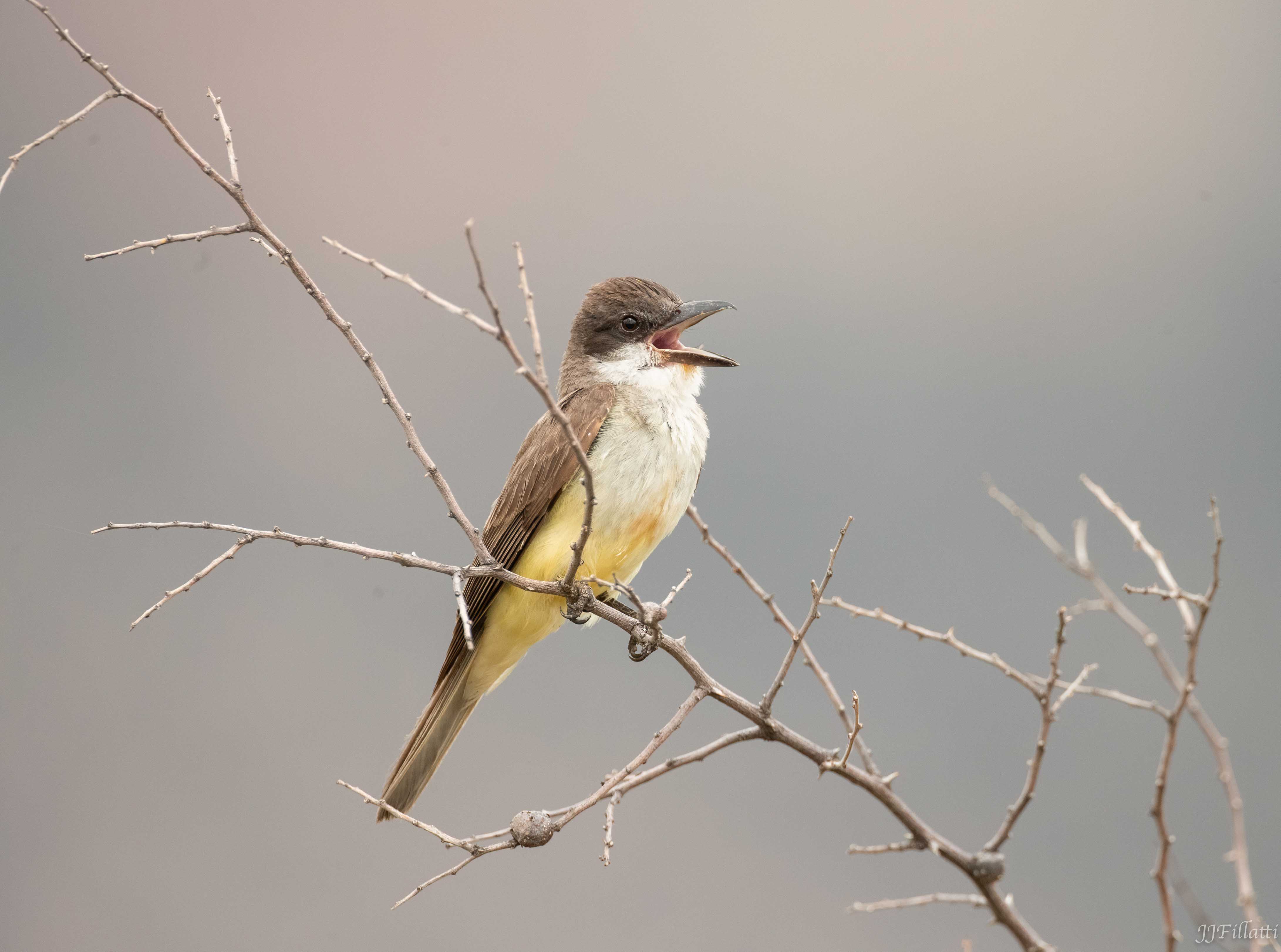 bird of arizona image 26